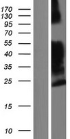 PLAUR Human Over-expression Lysate