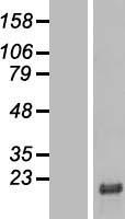 SMIM29 Human Over-expression Lysate