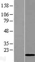 C10ORF132 (GOLGA7B) Human Over-expression Lysate