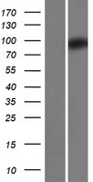 ZC3H12B Human Over-expression Lysate