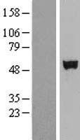 SHE Human Over-expression Lysate