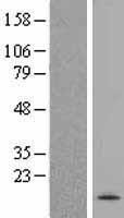 SPRN Human Over-expression Lysate