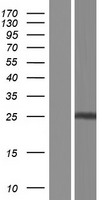 Calneuron 1 (CALN1) Human Over-expression Lysate