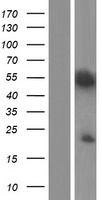Kazrin (KAZN) Human Over-expression Lysate