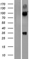 NHLRC3 Human Over-expression Lysate