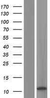 OAS2 Human Over-expression Lysate
