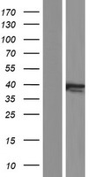LAP2 (TMPO) Human Over-expression Lysate