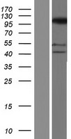 SFMBT2 Human Over-expression Lysate