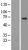 DDX59 Human Over-expression Lysate