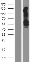 KREMEN1 Human Over-expression Lysate