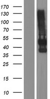 CEACAM16 Human Over-expression Lysate