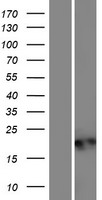C20orf27 Human Over-expression Lysate