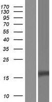 CTLA4 Human Over-expression Lysate