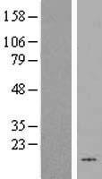HHLA3 Human Over-expression Lysate