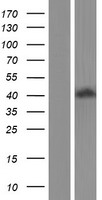 ERK1 (MAPK3) Human Over-expression Lysate