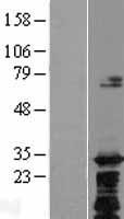 C8orf74 Human Over-expression Lysate