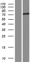 Huntingtin Associated Protein 1 (HAP1) Human Over-expression Lysate