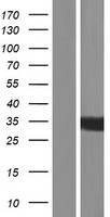 KIAA1191 Human Over-expression Lysate