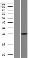 CFC1B Human Over-expression Lysate