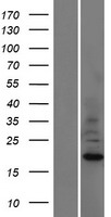 ASAH2 (ASAH2B) Human Over-expression Lysate