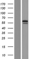 CHES1 (FOXN3) Human Over-expression Lysate