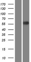 SCARB1 Human Over-expression Lysate