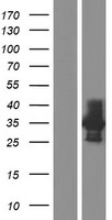 CD33 Human Over-expression Lysate