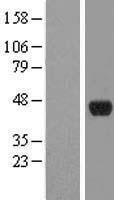 SNURPORTIN1 (SNUPN) Human Over-expression Lysate