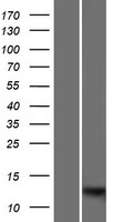 S100A7L2 Human Over-expression Lysate