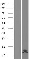 DEFB104B Human Over-expression Lysate