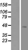 Neurokinin A Receptor (TACR2) Human Over-expression Lysate