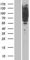 IRAG1 Human Over-expression Lysate