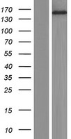 PNPLA7 Human Over-expression Lysate