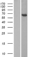 TORC1 (CRTC1) Human Over-expression Lysate
