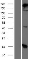 COPA Human Over-expression Lysate