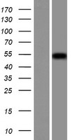 PRAMEF20 Human Over-expression Lysate
