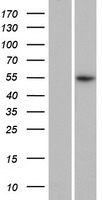 PRAMEF18 Human Over-expression Lysate