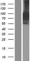 Syntabulin (SYBU) Human Over-expression Lysate