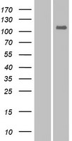 EPHA10 Human Over-expression Lysate