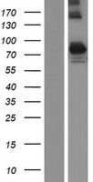 PDE4C Human Over-expression Lysate