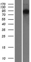 FAM13B1 (FAM13B) Human Over-expression Lysate