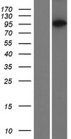 PACS2 Human Over-expression Lysate