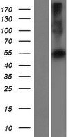PRAMEF22 Human Over-expression Lysate