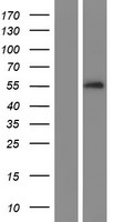 SERPINA10 Human Over-expression Lysate