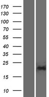 PGPEP1L Human Over-expression Lysate