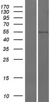 CDS1 Human Over-expression Lysate