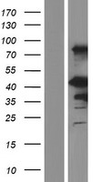 EN1 Human Over-expression Lysate