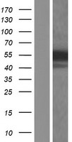 HFH4 (FOXJ1) Human Over-expression Lysate