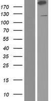 Filamin C (FLNC) Human Over-expression Lysate