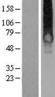 GALR1 Human Over-expression Lysate